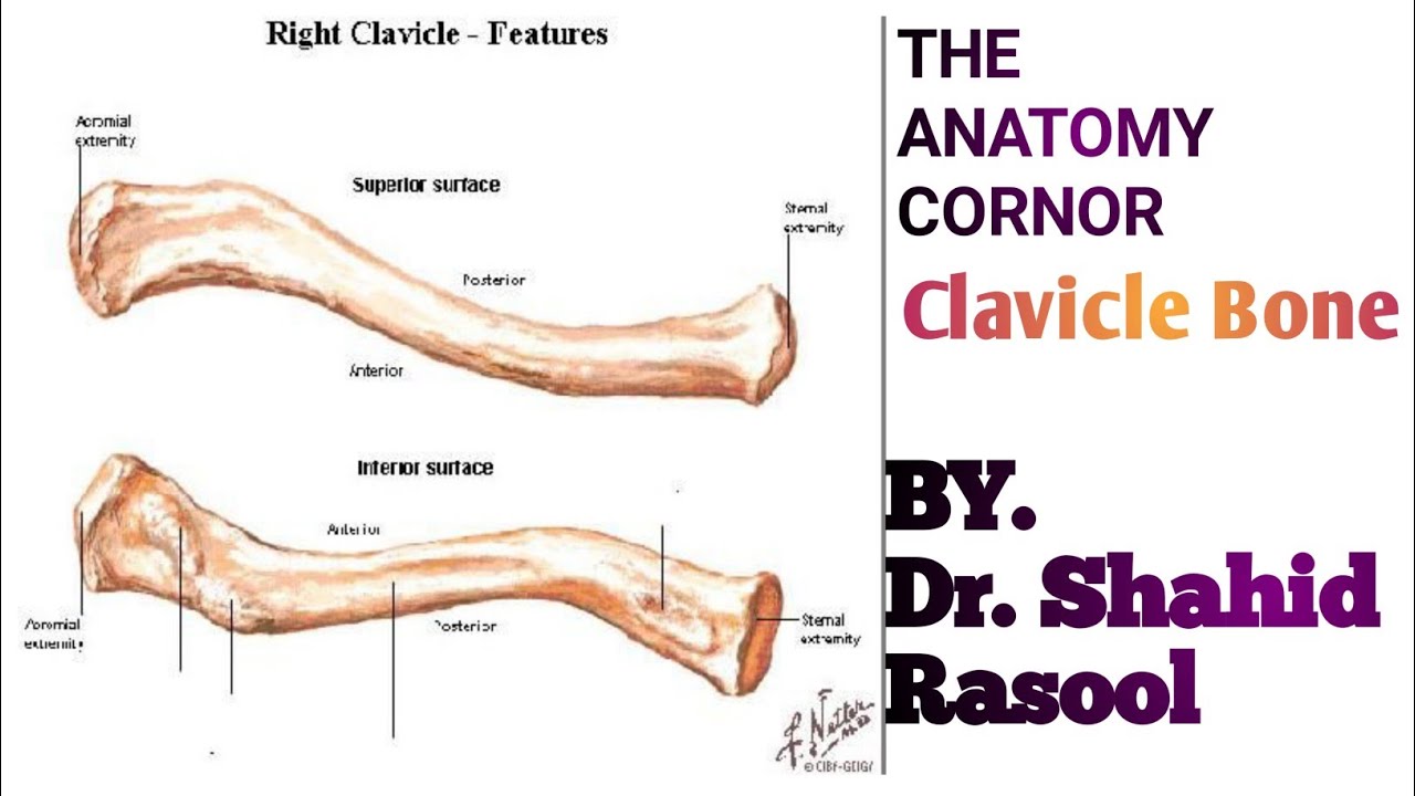 Clevicalbonecollarboneclavicle Boneclavicle Anatomyclavicle