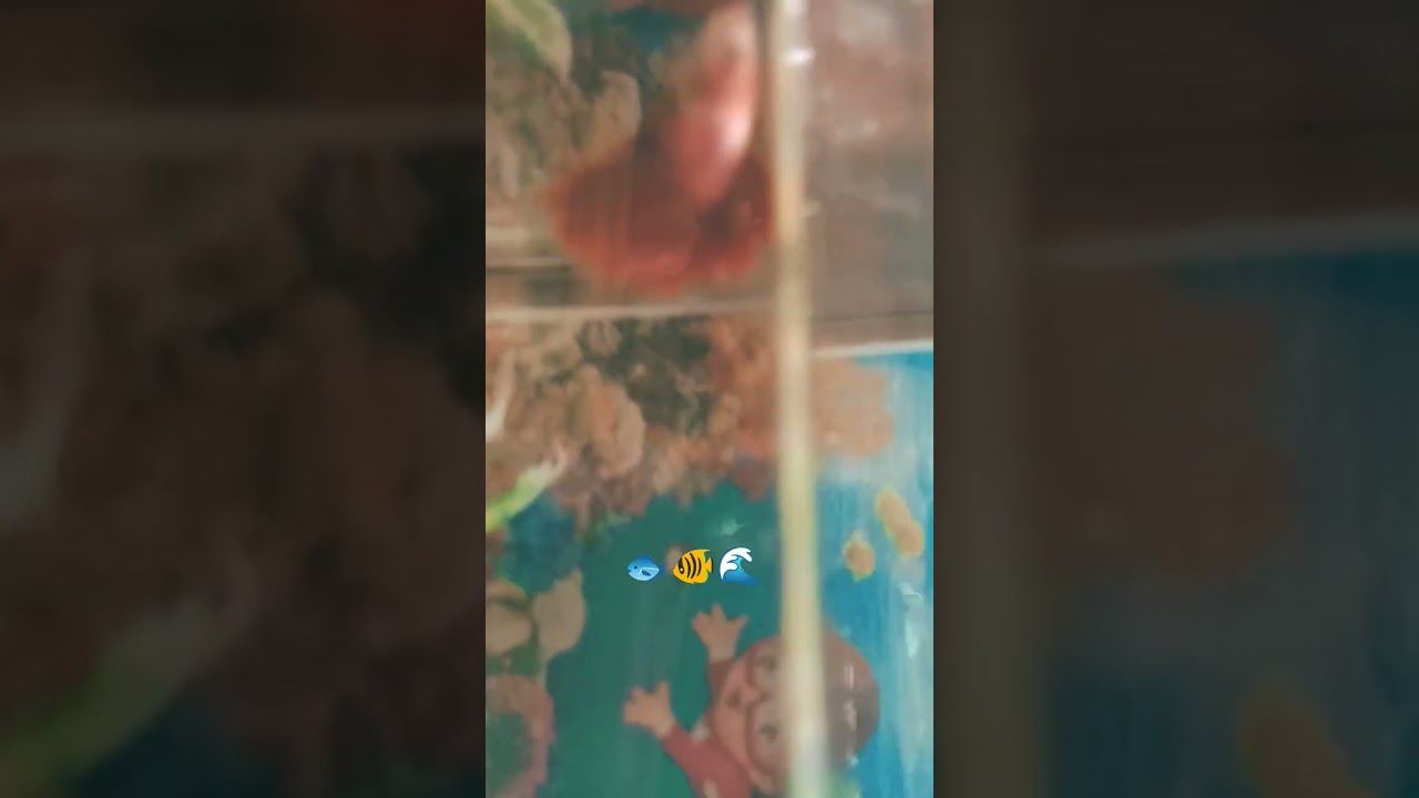 olha. a planta que eu. comprei