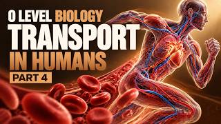 O LEVEL BIOLOGY | CHAPTER 6 | TRANSPORT IN HUMANS | PART 4 | UMER SONI