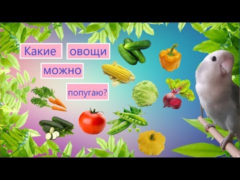 Какие овощи можно давать попугаю ?