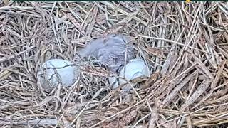 Duke Farms Bald Eagle cam on 2/22/26 Congratulations 🎊🎉❤️ on 1st hatch