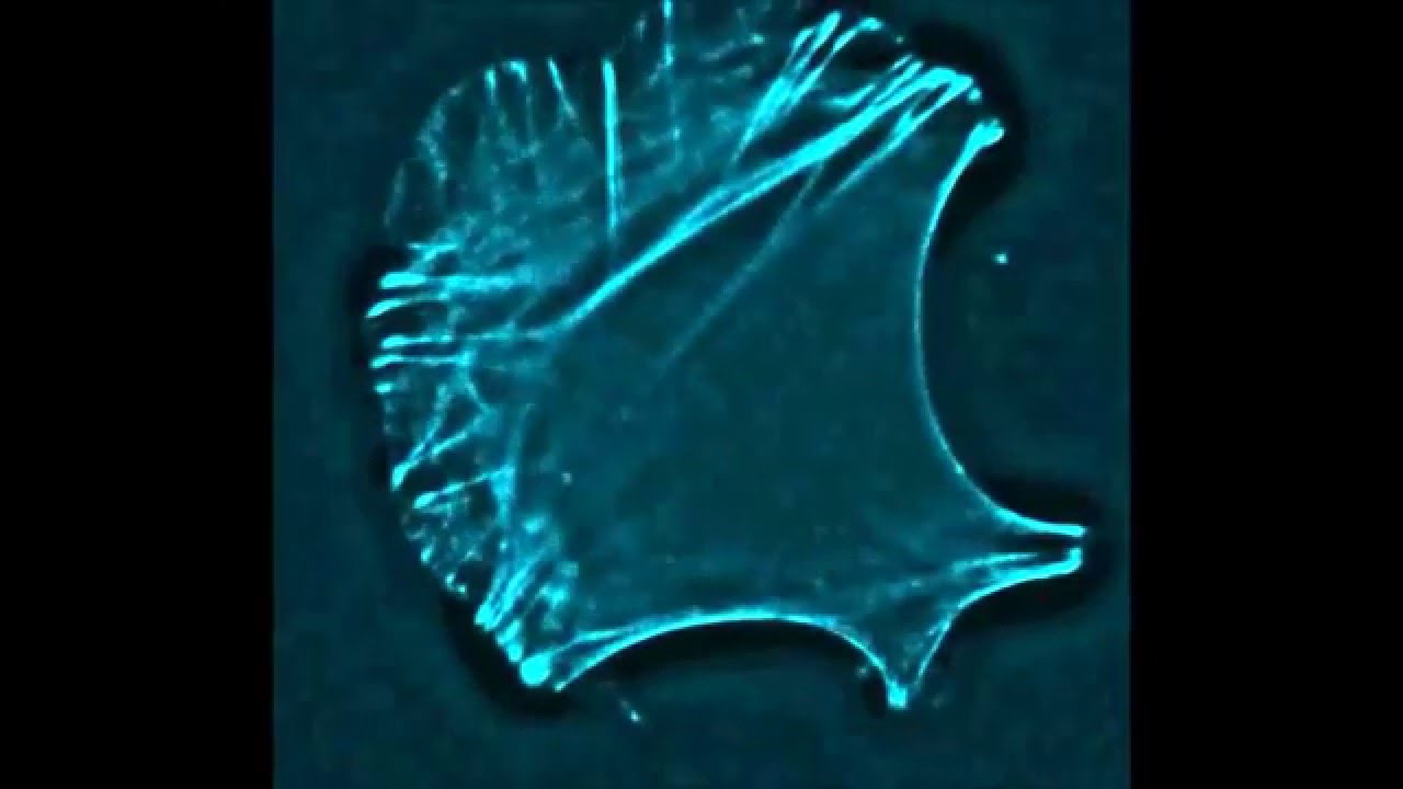 Generation of contractile actomyosin bundles depends on mechanosensitive actin filament assembly