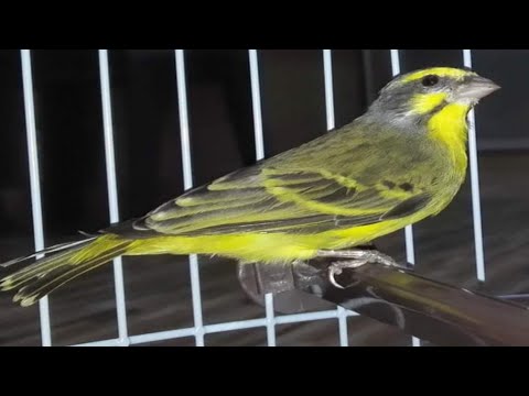 Green Finch Singing