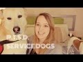 SERVICE DOGS & PTSD!
