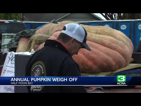 Massive pumpkin sets world record at Half Moon Bay weigh-off