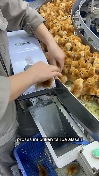 Why do laying hens need to have their beaks cut?