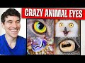 7 Animal Eyes That Will Blow Your Mind!