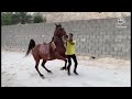 الخيول العربية الاصيلة في الاهواز  اجمل رقص.  لا يفوتكم  ( الوصف 👇)