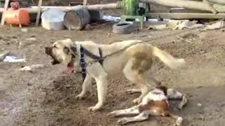 Köpek Sesi,Kangal Köpek Sesi- dog sound Resimi