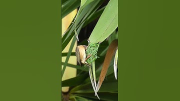 The Structural Engineer is Incredible Skilled At Building Houses ! 86#viralshort #birds