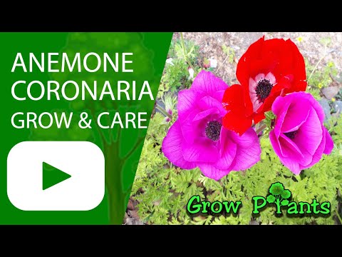 Anemone coronaria - grow & care (Poppy anemone)