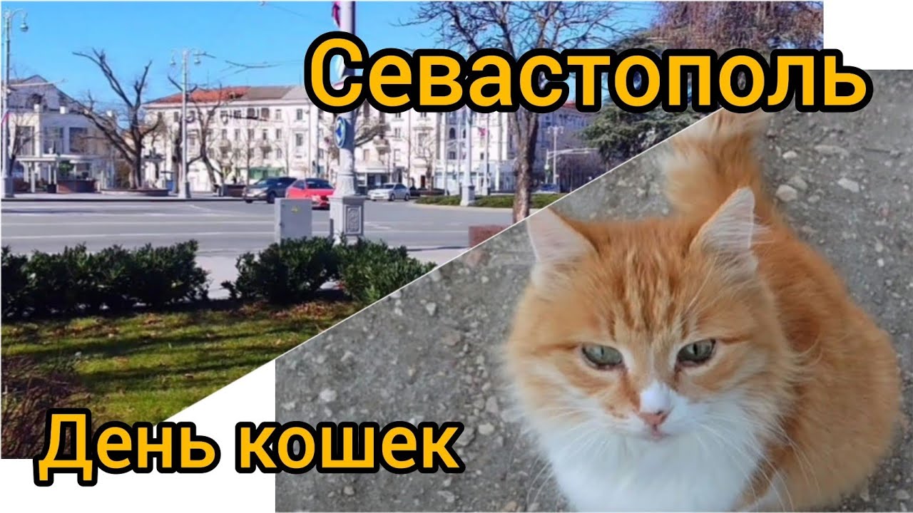 👉⚓🐱 Севастополь/Крым 2026.День кошек.1 марта#travel #cat #севастополь #крым2026#веселыекоты 