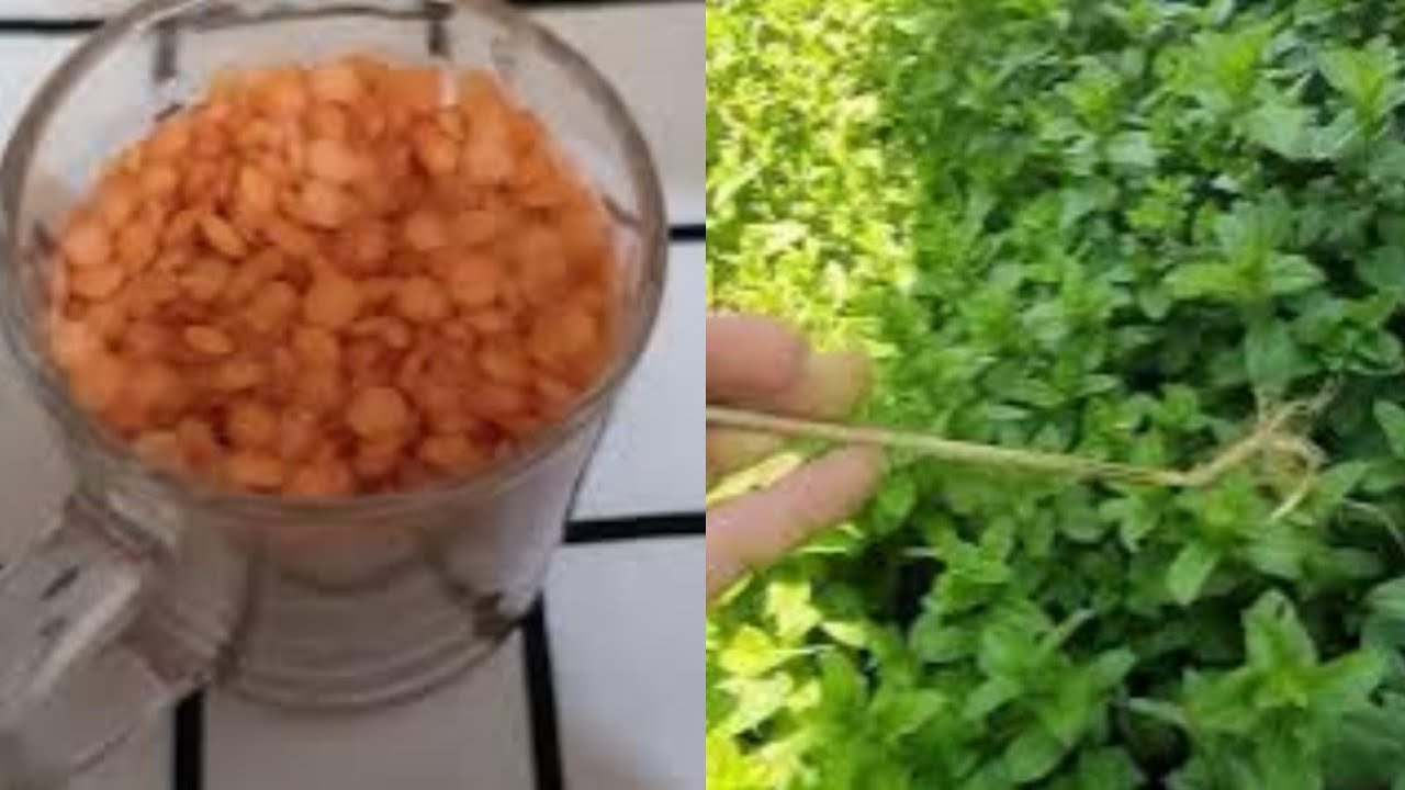 كوب واحد من هذا السماد اضافتها للنعناع والريحان بهذه الطريقه انظر ماذا حدث