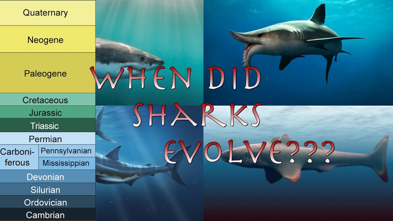 Geological Time Periods and Chondrichthyan Evolution