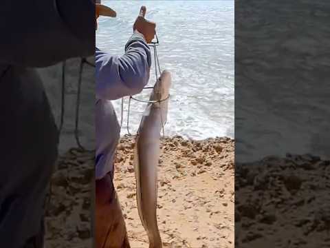 بوسكا بالنهار الݣهار بكاب بارباص الصيد بالقصبة Fishing صيد Fish Shorts