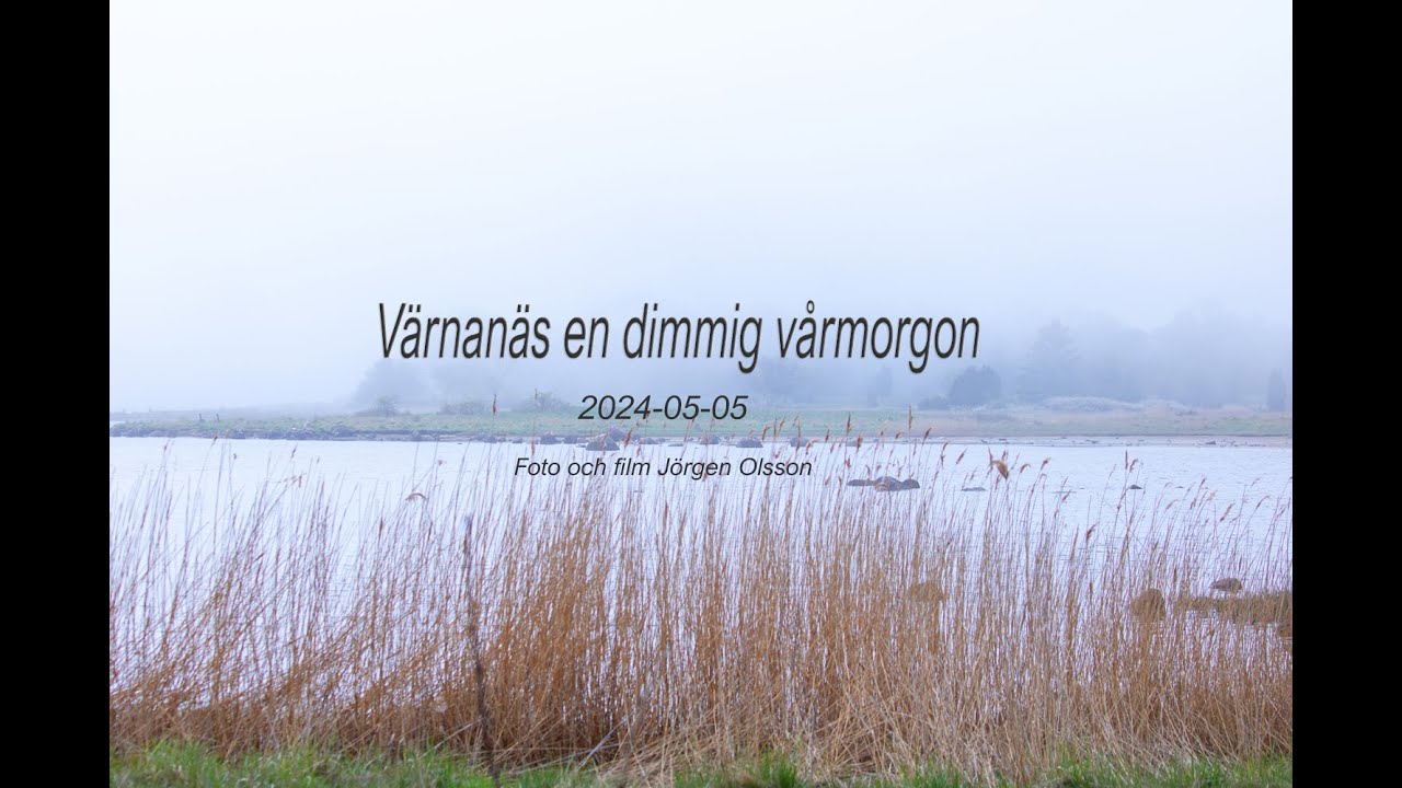 Dimmig vårmorgon på Värnanäs 2024