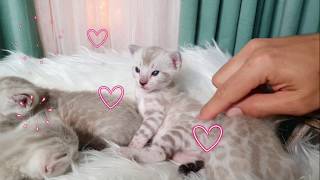 I curiosi momenti della vita di un cucciolo bengal snow lynx! by Bengal Best 7,977 views 3 years ago 6 minutes, 45 seconds