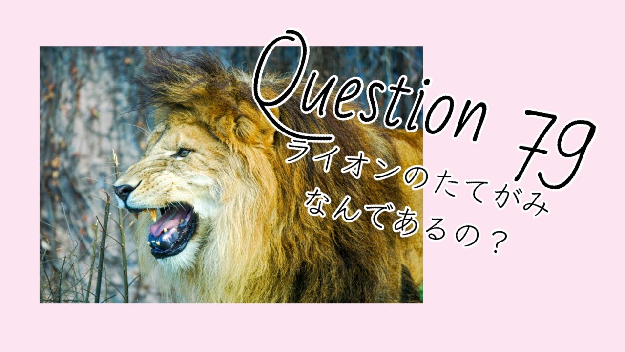 Q79 ライオンのたてがみ なんであるの Why Do Lions Have Mane Youtube