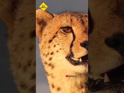 Video: Aké zvuky vydávajú gepardy?