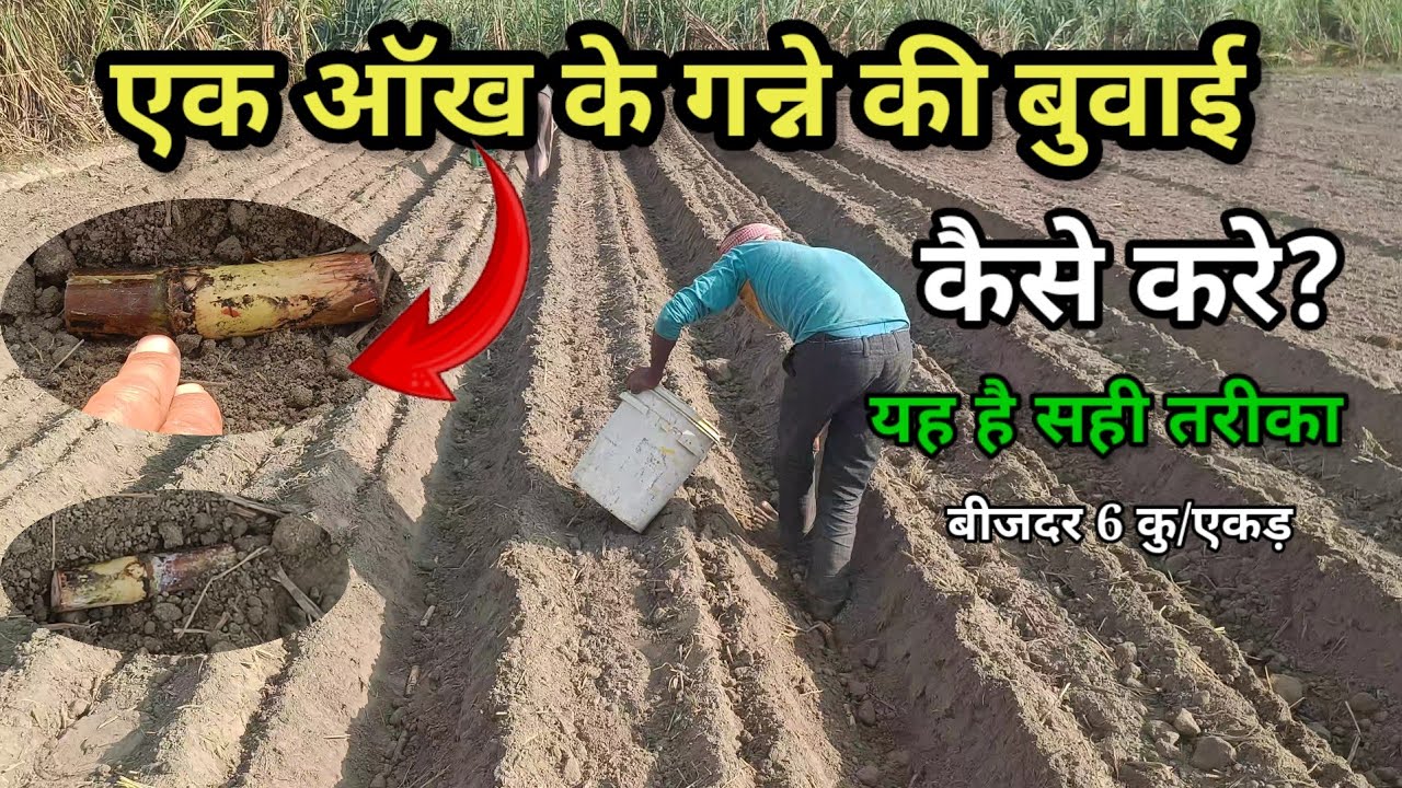 एक ऑख के गन्ने की बुवाई कैसे करे | सम्पूर्ण जानकारी | Single bud planting method