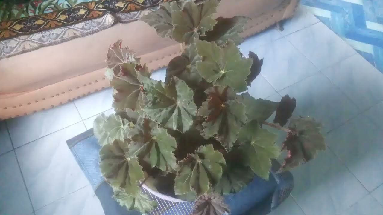  Bunga  Begonia  Daun Coklat yang Cantik YouTube