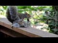 Mama Squirrel Rescues Baby