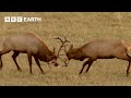 Rival Male Elk Rut for Supremacy | Yellowstone | BBC Earth