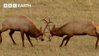 Rival Male Elk Rut for Supremacy | Yellowstone | BBC Earth