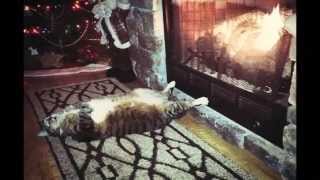 Спящие коты Спящие коты
