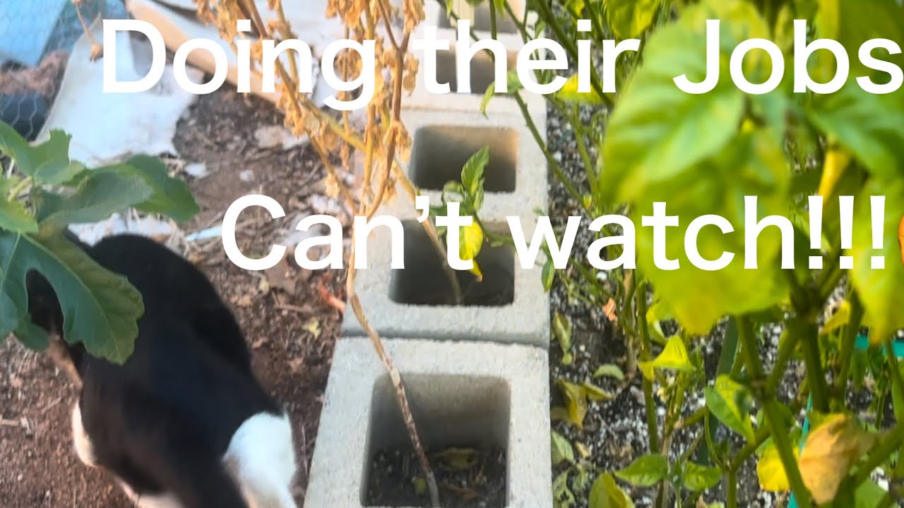 Putting the Cats to work. Protecting the garden