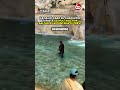¡LE SALIÓ CARO EL CHAPUZÓN! TURISTA ES MULTADO POR SALTAR A LA FONTANA DI TREVI