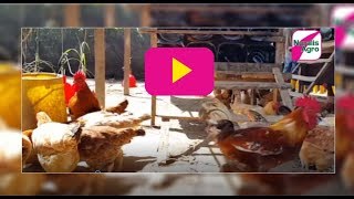 Nuralis Agro Farm : Ayam Kampung Nuralis_11