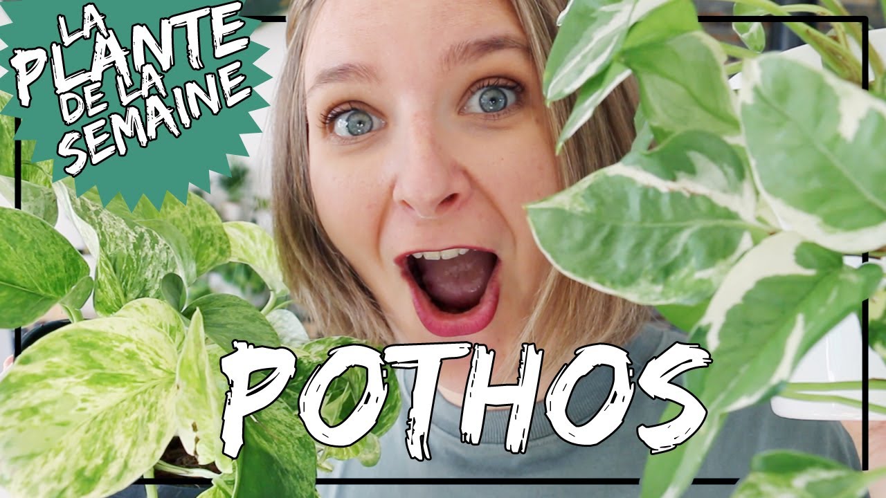 🌿 Le Pothos (epipremnum) : conseils d'entretien, arrosage, luminosité... #laplantedelasemaine​​