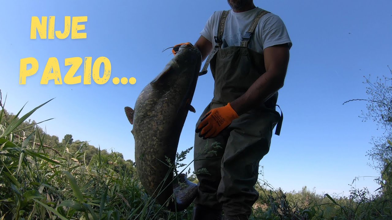 Spin soma na Savi ( catfish spinning on the Sava river )