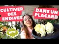 Je fais pousser des endives dans mon placard 