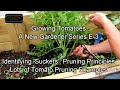 Growing Tomatoes - A New Gardener Series E-3: Identifying 'Suckers', Pruning Principles & Cloning