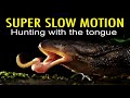 Toad hunting with the tongue in Super Slow Motion