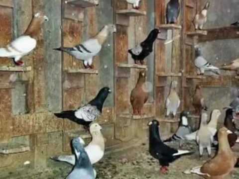 ابو رياح هايجات قرون