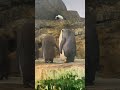 キングペンギンの子守りをするエンペラーペンギン【 #アドベンチャーワールド 】 #ペンギン
