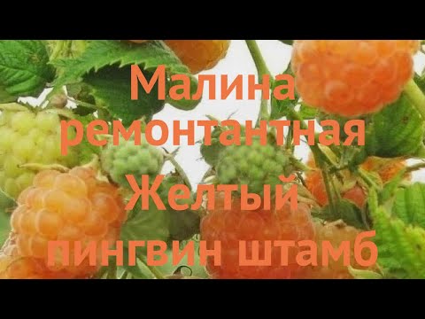 Малина ремонтантная Желтый пингвин (rubus idaeus) &#55356;&#57151; обзор: как сажать, саженцы малины Желтый пингвин