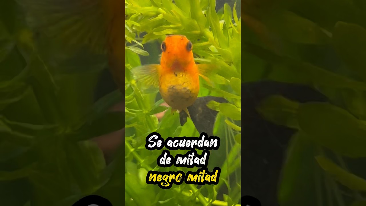 Molly DESARROLLÓ de CRÍAS ¿Parece PÁJARO?🐡 #guppy #aquarium #snail #fish #peces #pez #molly