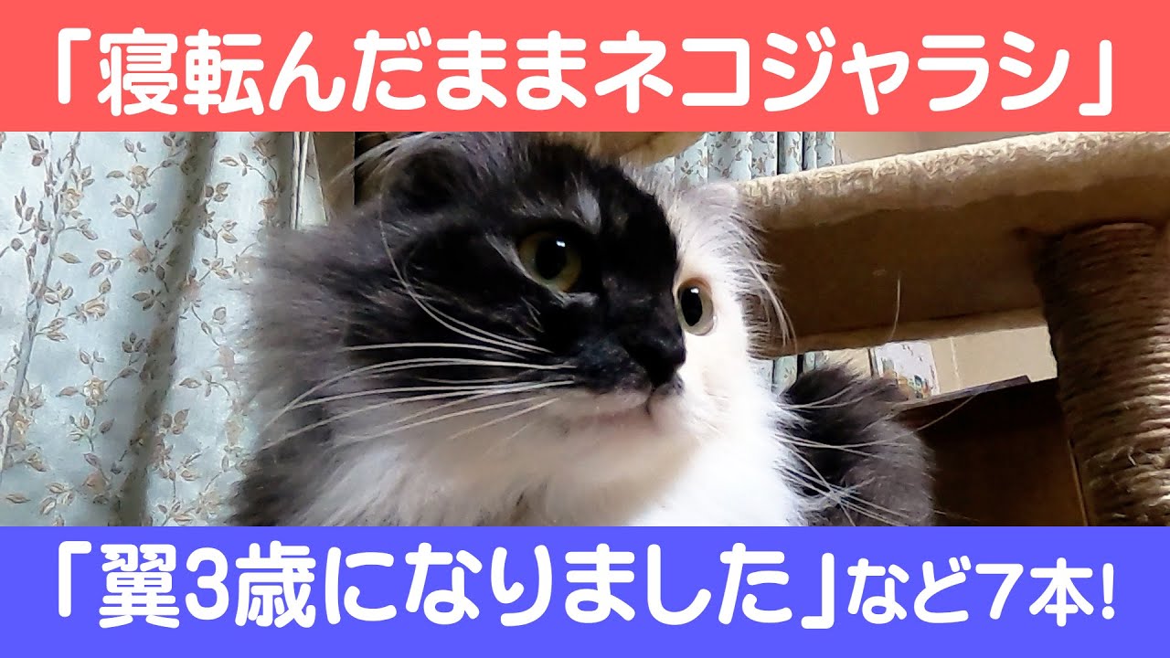 にゃんこ3きょうだい日記 43 Diary Of 3cats Apr 19 25 21 Youtube