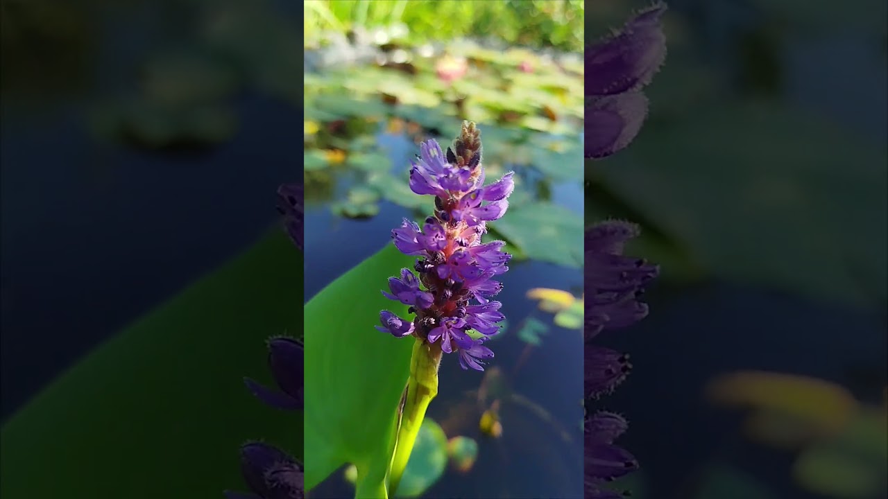 Понтедерия. 