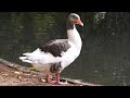 Pomeranian Geese | European All-rounder