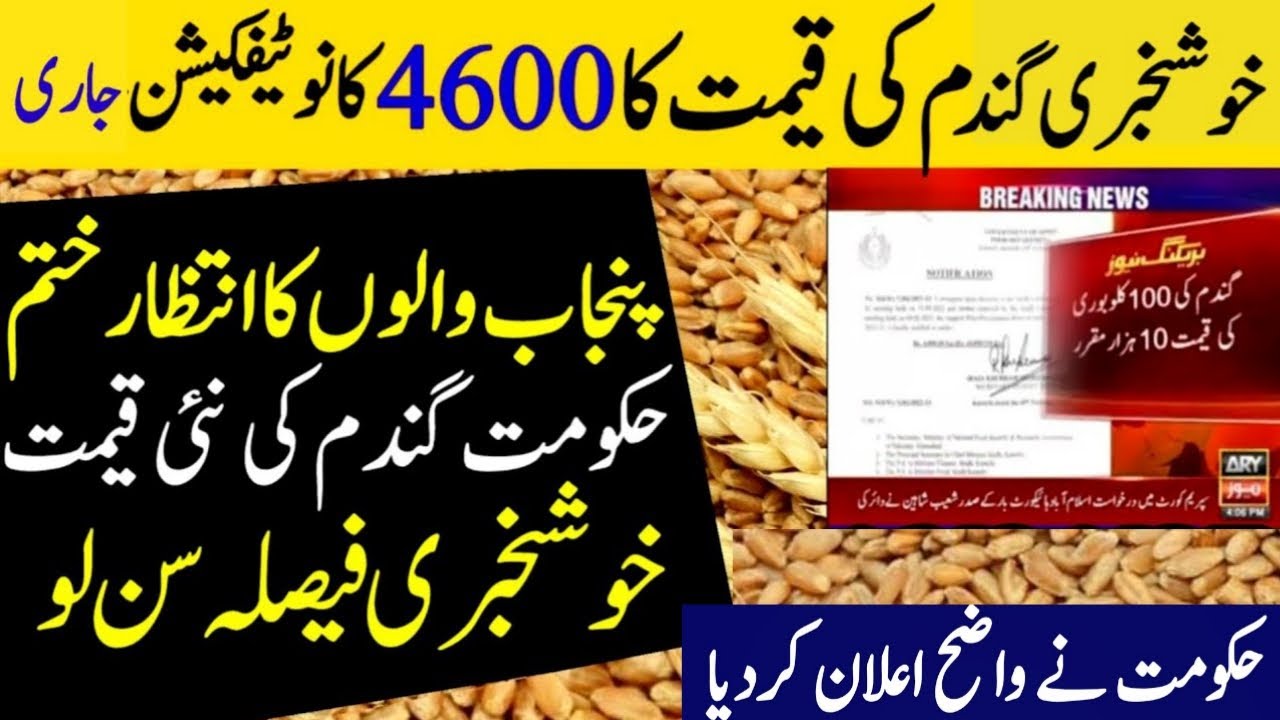 wheat price today in punjab | گندم کا ریٹ 2025 | gandam rate today ...