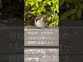 「スズメのふくらむ瞬間が見えるよ&rarr;これが『ふくらすずめ』だ」YT-004