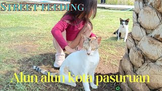 street feeding di madinah nya indonesia by kucing comel 22 views 1 day ago 5 minutes, 58 seconds