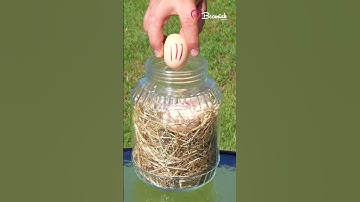 Hatching Eggs Without an Incubator #eggs #incubator #hack #tricks