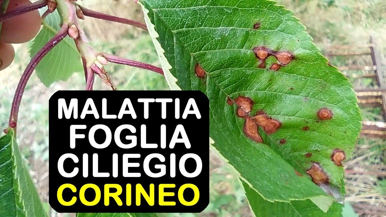 MALATTIA FOGLIA CILIEGIO CORINEO - YouTube