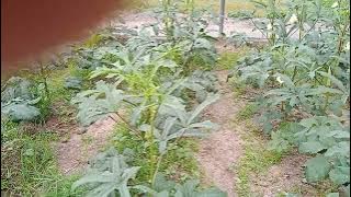 විඩියෝ  අංක  1806  බණ්ඩක්කා  වගාව     නයාගොඩ රජ්ගම